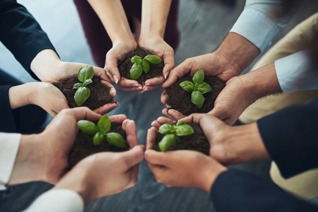 Solidarity, hands and business people with plant in soil for unity, collaboration and support in company. Sustainable, eco friendly and group of employees with leaf sprout in fertilizer for startup.