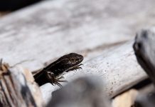 investigadores