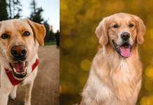 ¿Tu perro está en la lista? Estas son las 5 razas más alérgicas a la primavera razas