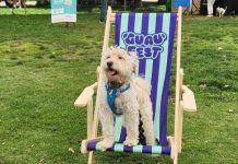 GuauFest: comenzó la cuenta regresiva del primer festival perruno del país GuauFest