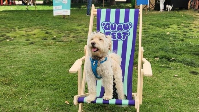 1 Perro descansando silla playa GuauFest