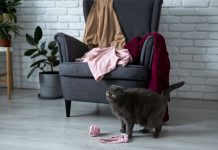 7 de cada 10 hogares en Chile conviven con mascotas y hoy el pelo es el principal desafío para la limpieza