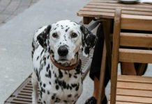 Espacios “Pet Friendly”: Recomendaciones para lograr armonía