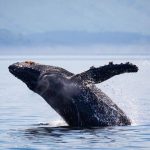 WWF Chile llama a investigar muerte de ballena enmallada en Antofagasta y a reforzar la prevención El viaje de Tuta por el Corredor Azul que conecta a los gigantes del Pacífico. WWF Chile.