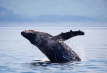 El viaje de Tuta por el Corredor Azul que conecta a los gigantes del Pacífico. WWF Chile.