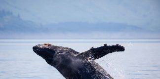 El viaje de Tuta por el Corredor Azul que conecta a los gigantes del Pacífico. WWF Chile.