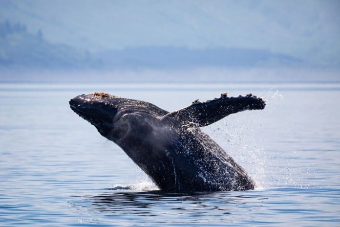 El viaje de Tuta por el Corredor Azul que conecta a los gigantes del Pacífico. WWF Chile.