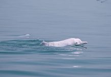 Huawei aplica Inteligencia Artificial para preservar los delfines blancos