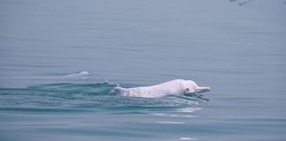 Huawei aplica Inteligencia Artificial para preservar los delfines blancos