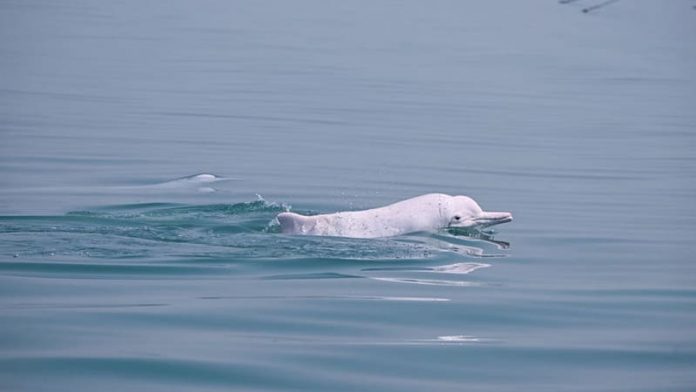 unnamed Huawei aplica Inteligencia Artificial para preservar los delfines blancos