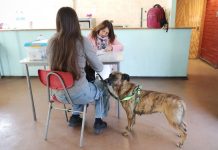 Valparaíso inicia operativos de esterilizaciones gratuitas para perros y gatos