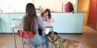 Valparaíso inicia operativos de esterilizaciones gratuitas para perros y gatos