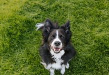 GuauFest 2026: el festival de perros más grande de Chile llega a Santiago con más de 20 actividades