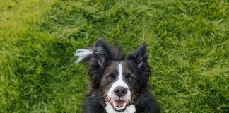 GuauFest 2026: el festival de perros más grande de Chile llega a Santiago con más de 20 actividades