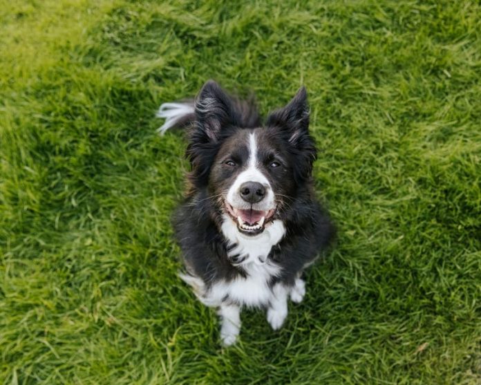 GuauFest 2026: el festival de perros más grande de Chile llega a Santiago con más de 20 actividades