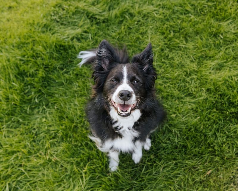 GuauFest 2026: el festival de perros más grande de Chile llega a Santiago con más de 20 actividades