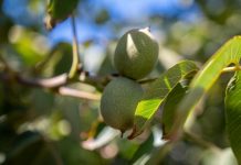 Industria de la nuez chilena proyecta producción cercana a 165 mil toneladas para la temporada 2026