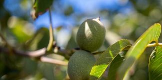 Industria de la nuez chilena proyecta producción cercana a 165 mil toneladas para la temporada 2026
