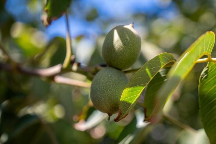 Día de Campo_ChileNut 1 Industria de la nuez chilena proyecta producción cercana a 165 mil toneladas para la temporada 2026