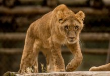 Panoramas para conectar a los niños con animales un vínculo clave para el respeto y la salud mental