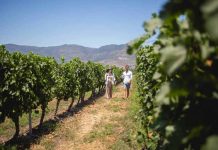 El enoturismo en Chile al alza en el primer trimestre con brasileños y argentinos a la cabeza enoturismo