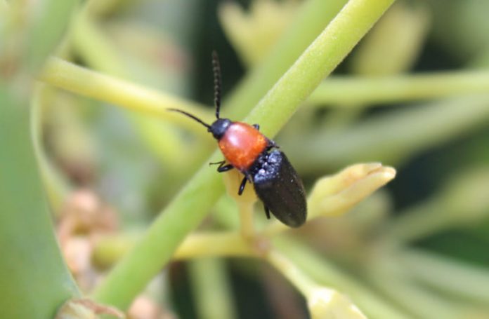 Visitante frecuente de las flores de palto+ (1) insectos