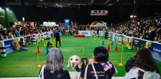 Expo Mascotas & Animales