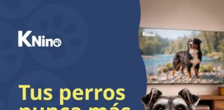 Mascotas, KNino