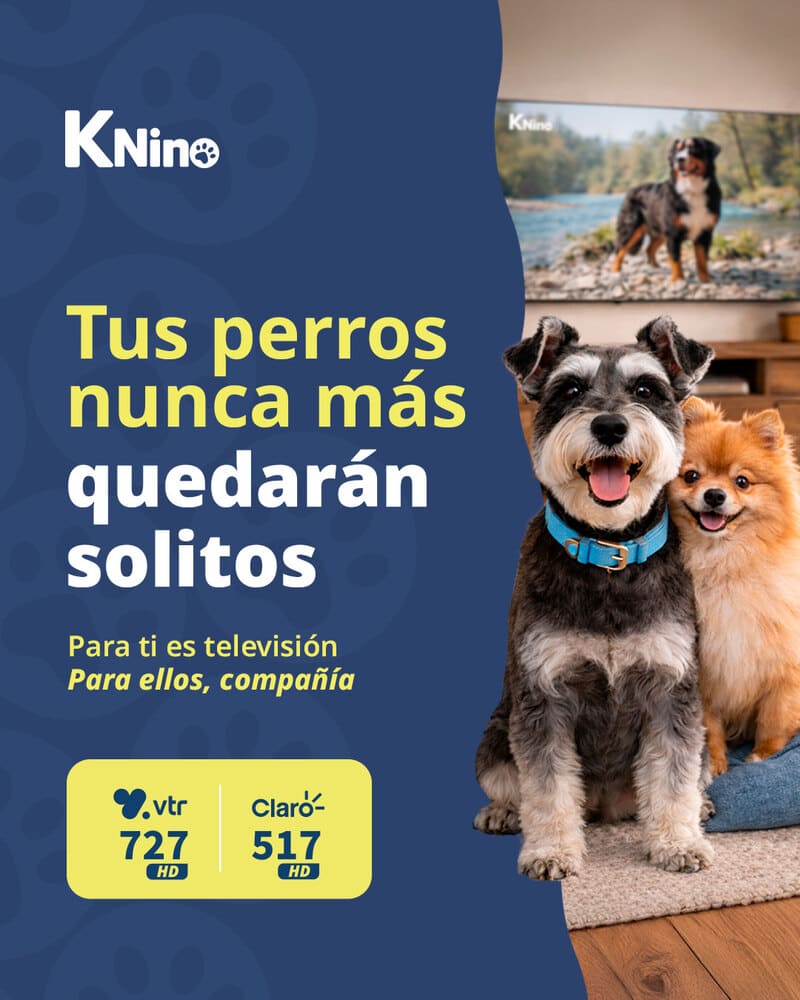 Mascotas, KNino