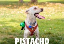 Expo Mascotas & Animales