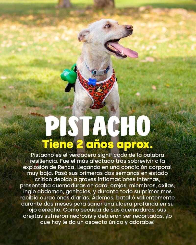 Expo Mascotas & Animales