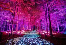 Bosque