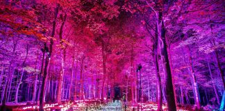 Bosque