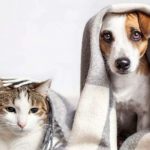 Enfermedades respiratorias en mascotas aumentan hasta 30% en invierno: 64% de los casos son virales