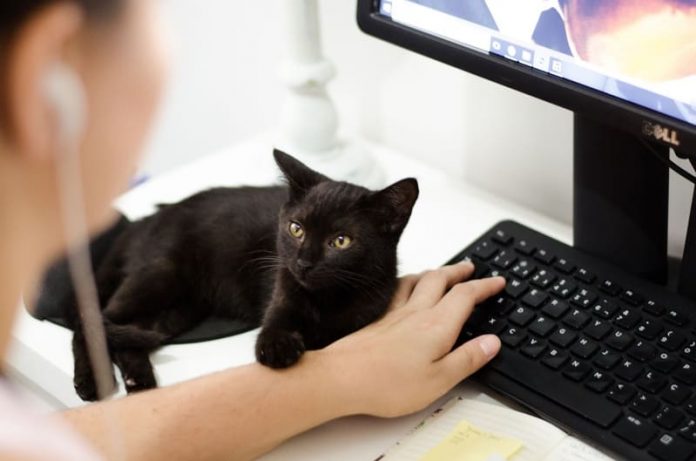 Pexels - Gato oficina Mascotas