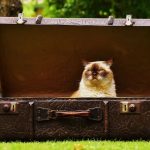 Vacaciones de invierno ¿Cómo separarse de las mascotas? Mascotas