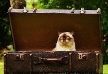 Vacaciones de invierno ¿Cómo separarse de las mascotas? Mascotas