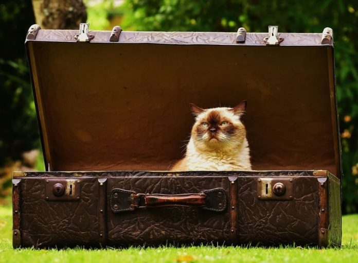 Pexels - Gato vacaciones Mascotas