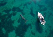 WWF valora compromiso de Chile con el Tratado de Alta Mar y apoyo a sede en Valparaíso WWF
