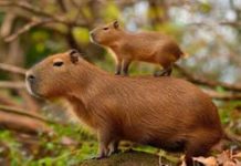 Alerta en bioparques: hasta el 60% de los animales silvestres podría sufrir desnutrición por dietas mal formuladas Animales