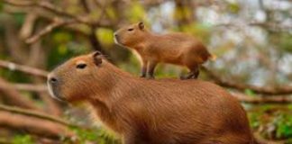 Animales