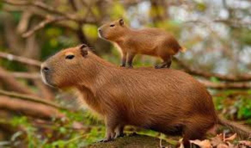 Animales