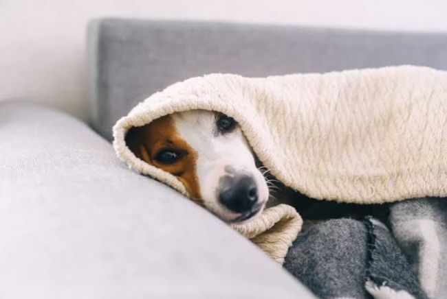 perro