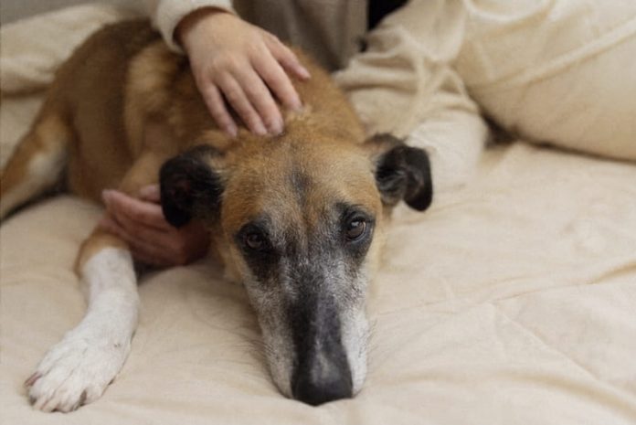 CP de prensa Imagen dermatitis en perros y gatos Perros y gatos