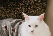 Mes del Gato