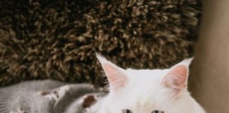 Mes del Gato