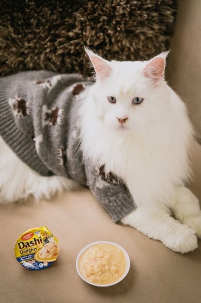 Dashi Delights - Conceptual 1 Mes del Gato