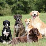 Día Mundial del Perro: cinco cuidados esenciales para proteger su salud y bienestar Perro