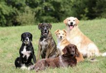 Día Mundial del Perro: cinco cuidados esenciales para proteger su salud y bienestar Perro