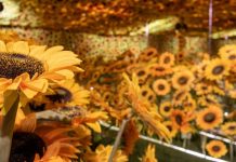 Van Gogh en Vivo: Últimos días para vivir la experiencia inmersiva que ha revolucionado Santiago Van Gogh